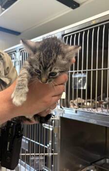 Biscuit -  Domestic Short Hair Cat for Adoption in Providence Forge, Virginia - Biscuit | PetCurious