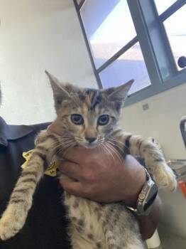 Blaze -  Domestic Long Hair Cat for Adoption in Victorville, California - Blaze | PetCurious