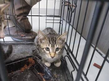 SIR BARTLEY -  Domestic Short Hair Cat for Adoption in Ocala, Florida - SIR BARTLEY | PetCurious