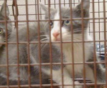 A919737 -  Domestic Short Hair Cat Available for Adoption in Sacramento, California - A919737 | PetCurious