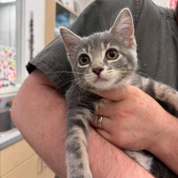 Madame Morrible -  Domestic Short Hair Cat for Adoption in Bloomington, Illinois - Madame Morrible | PetCurious