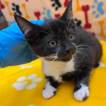 Joya 26-06-163 -  Domestic Short Hair Cat for Adoption in Bastrop, Texas - Joya 26-06-163 | PetCurious