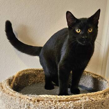 Spike -  Domestic Short Hair Cat for Adoption in Fremont, Ohio - Spike | PetCurious