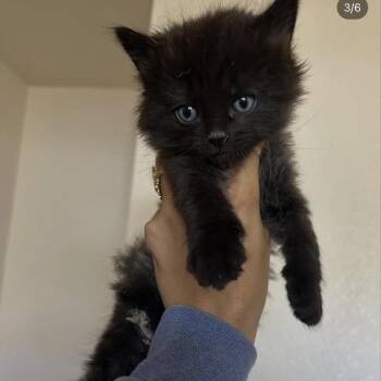 Domestic Medium Hair Cats Available for Adoption in Yucca Valley, California - Nyx | PetCurious