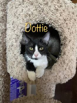 Rescue Tuxedo Cats for Adoption in Phoenix, Arizona - Dottie (call 602-692-1499 To Meet Dottie) | PetCurious