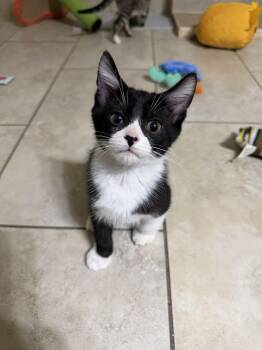 Huey -  Domestic Short Hair Cat for Adoption in Pompano Beach, Florida - Huey | PetCurious