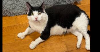 Diesel (SPECIAL NEEDS - DIABETIC) -  Domestic Short Hair Cat for Adoption in Bolton, Connecticut - Diesel (SPECIAL NEEDS - DIABETIC) | PetCurious