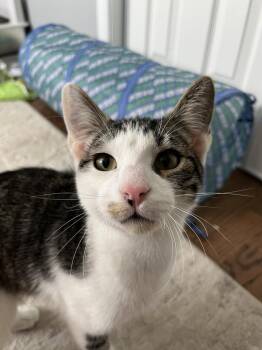 Rescue Domestic Short Hair and Tabby Cats for Adoption in Lemont, Illinois - Moe | PetCurious