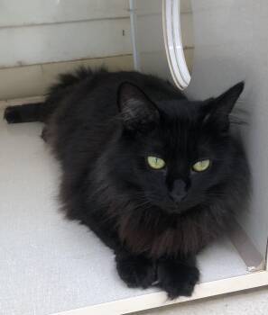 Domestic Medium Hair Cats Available for Adoption in Lompoc, California - Biscuit | PetCurious