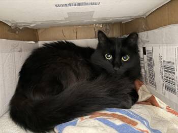 Dixie -  Domestic Long Hair Cat for Adoption in Plymouth, Michigan - Dixie | PetCurious