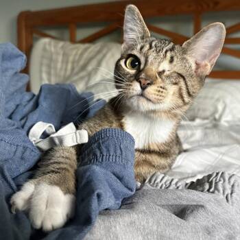 Farley -  Domestic Short Hair Cat for Adoption in Fort Lauderdale, Florida - Farley | PetCurious