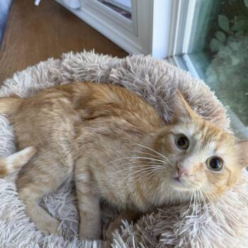 Cliffy -  Domestic Short Hair Cat for Adoption in Mokena, Illinois - Cliffy | PetCurious