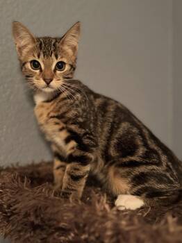 Rescue Domestic Short Hair Cats for Adoption in Lincoln, California - Pamphlet | PetCurious