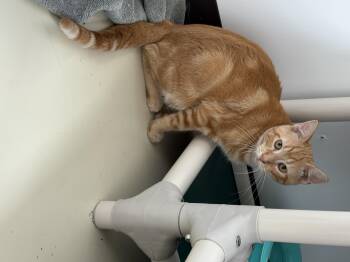 Rescue Domestic Short Hair Cats for Adoption in Black River Falls, Wisconsin - Sprout | PetCurious