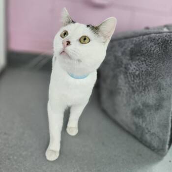 Domestic Short Hair Cats Available for Adoption in Lakewood, Colorado - Winston | PetCurious
