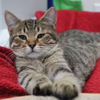 Domestic Short Hair Cats Available for Adoption - Fischer | PetCurious