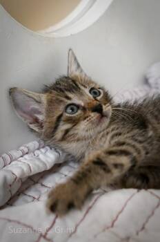 Comet -  Domestic Short Hair Cat Available for Adoption in Elmwood, Louisiana - Comet | PetCurious
