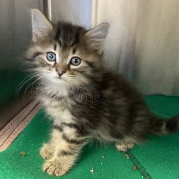 Rescue Domestic Long Hair Cats for Adoption - Dash | PetCurious