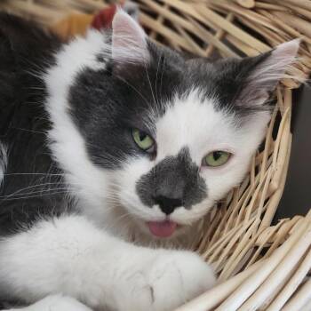 Domestic Medium Hair Cats Available for Adoption in South Elgin, Illinois - Slippers - Home To Home | PetCurious