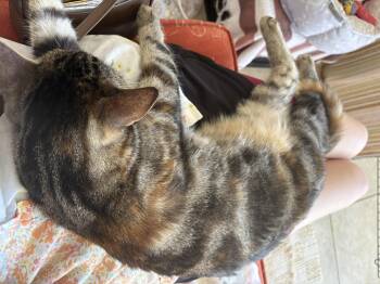 Ginger -  Bengal and American Shorthair Cat for Adoption in San Diego, California - Ginger | PetCurious