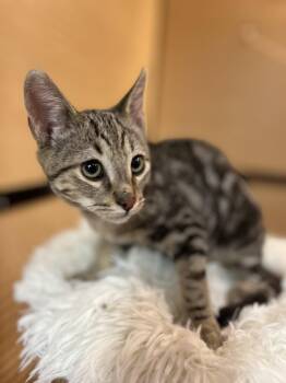 Domestic Short Hair and Bengal Cats Available for Adoption in Scottsdale, Arizona - Artemis | PetCurious