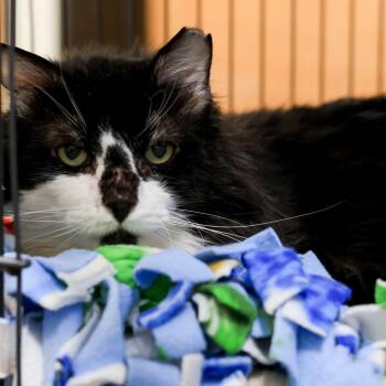 Domestic Medium Hair Cats Available for Adoption in Los Angeles, California - Pumpkin | PetCurious