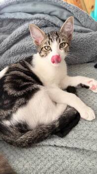 Matcha - Tea Time Litter -  Tabby Cat for Adoption in Anthem, Arizona - Matcha - Tea Time Litter | PetCurious
