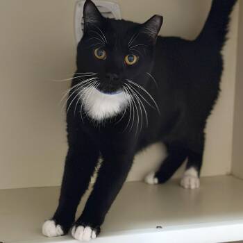 Rescue Domestic Short Hair Cats for Adoption in Victor, New York - Mr. Socks | PetCurious