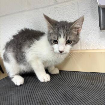 Nala -  Domestic Short Hair Cat for Adoption in Ardmore, Oklahoma - Nala | PetCurious