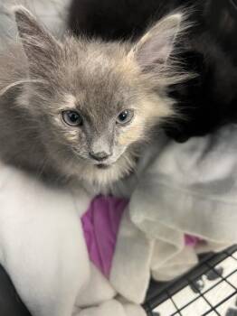 Domestic Short Hair Cats Available for Adoption in Las Vegas, Nevada - NIMBUS | PetCurious