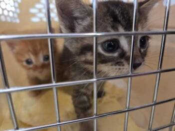 LINA -  Domestic Short Hair Cat for Adoption in Louisville, Kentucky - LINA | PetCurious