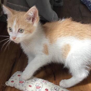 Gladewatch -  Domestic Short Hair Cat for Adoption in Fredericksburg, Virginia - Gladewatch | PetCurious