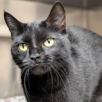 Salem -  Domestic Short Hair Cat for Adoption in Milan, Illinois - Salem | PetCurious