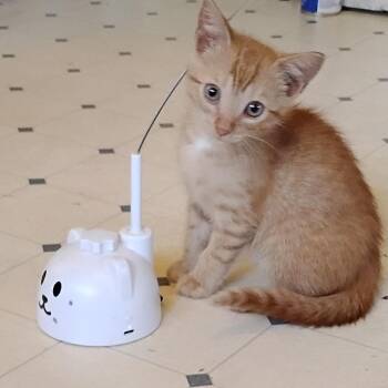 Julian -  Domestic Short Hair Cat for Adoption in Greensboro, Georgia - Julian | PetCurious