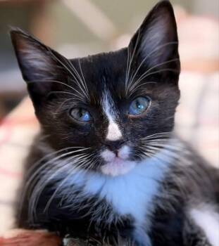 PJ -  Tuxedo Cat for Adoption in Knoxville, Tennessee - PJ | PetCurious