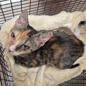 Bebe -  Domestic Short Hair Cat for Adoption in Lake Panasoffkee, Florida - Bebe | PetCurious
