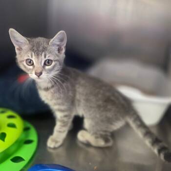Bow -  Domestic Short Hair Cat for Adoption in Spokane, Washington - Bow | PetCurious