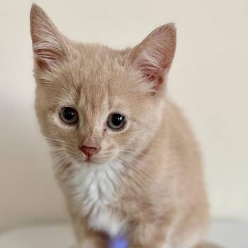 Zeyn -  Domestic Short Hair Cat for Adoption in Aldie, Virginia - Zeyn | PetCurious