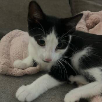 Domestic Short Hair Cats Available for Adoption - Belle | PetCurious