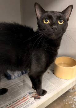 Maude -  Domestic Short Hair Cat for Adoption in Pottsville, Pennsylvania - Maude | PetCurious