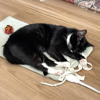 Domestic Short Hair Cats Available for Adoption - Lissy | PetCurious