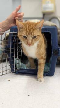 China -  Domestic Short Hair Cat for Adoption in Cary, North Carolina - China | PetCurious