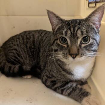 Domestic Short Hair Cats Available for Adoption in Charlottesville, Virginia - Socks | PetCurious