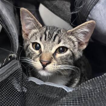 Kiwi -  Domestic Short Hair Cat for Adoption in Goleta, California - Kiwi | PetCurious
