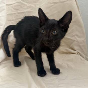 Euro -  Domestic Short Hair Cat for Adoption in Brea, California - Euro | PetCurious