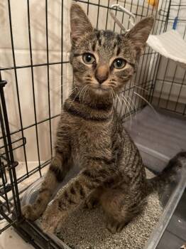 Scioto -  Tabby and Domestic Short Hair Cat for Adoption in Dublin, Ohio - Scioto | PetCurious