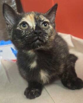 Max Mayfield -  Domestic Short Hair Cat for Adoption in Fresno, California - Max Mayfield | PetCurious