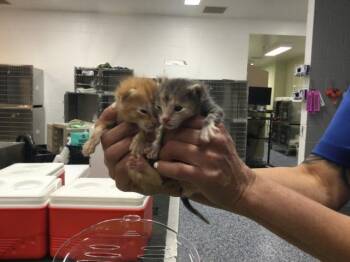 Domestic Short Hair Cats Available for Adoption in Thousand Palms, California - A1918624 | PetCurious