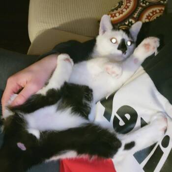 Sir -  Domestic Short Hair Cat for Adoption in York, Pennsylvania - Sir | PetCurious