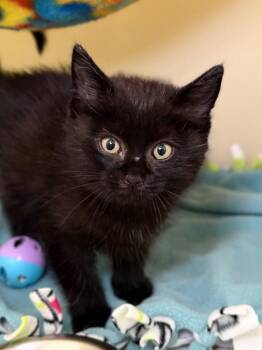 Ryan -  Domestic Short Hair Cat for Adoption in Menomonie, Wisconsin - Ryan | PetCurious